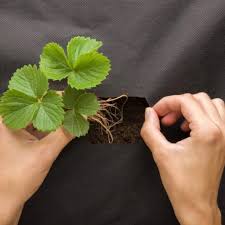 спанбонд для городу