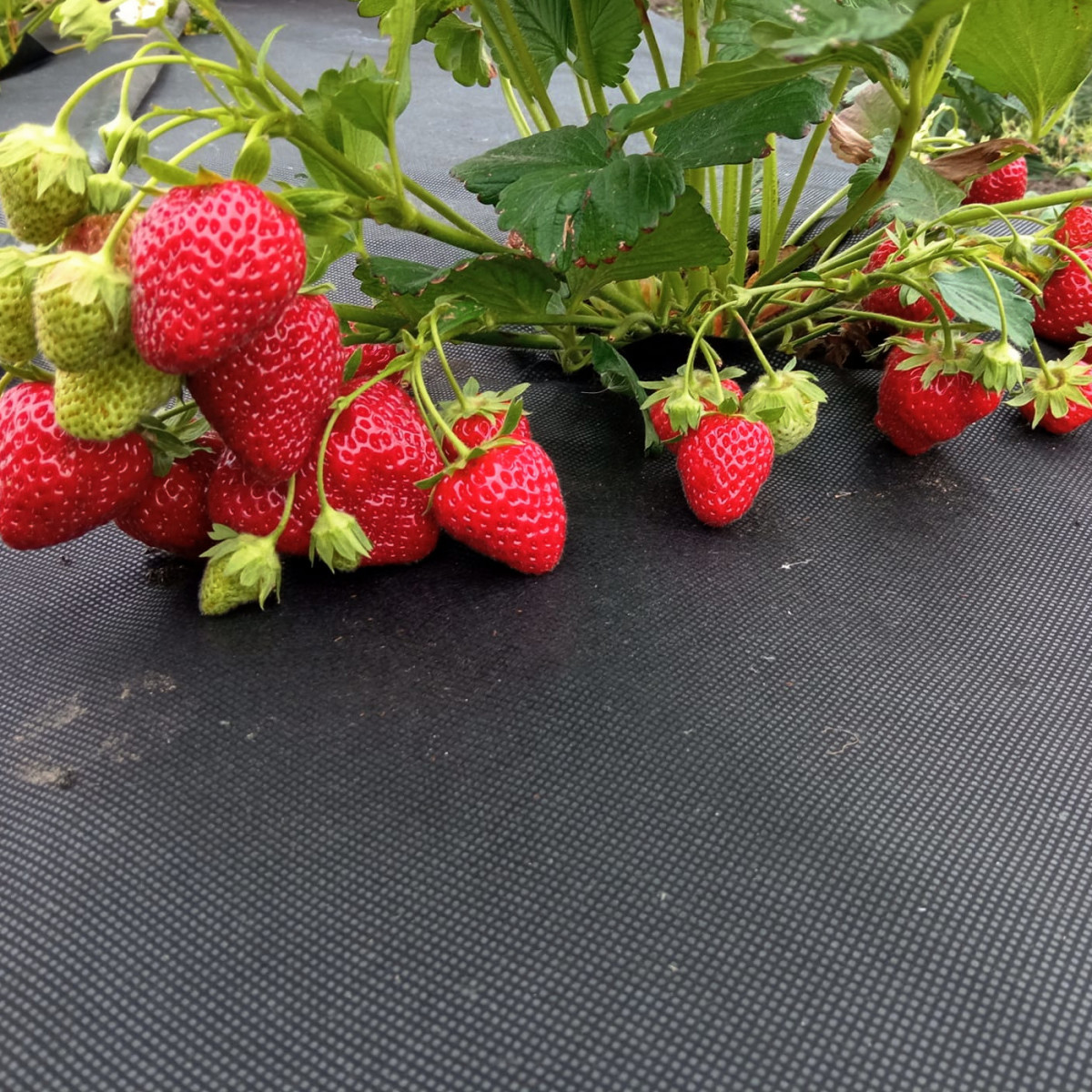 чорне агроволокно